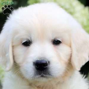 Delilah, English Cream Golden Retriever Puppy