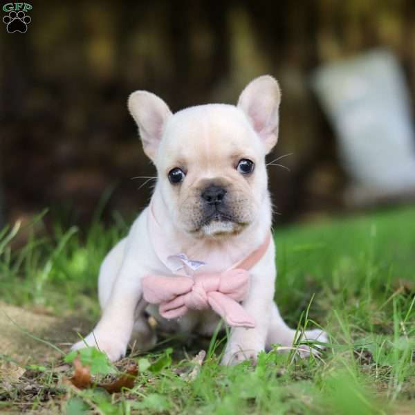 Delilah, French Bulldog Puppy
