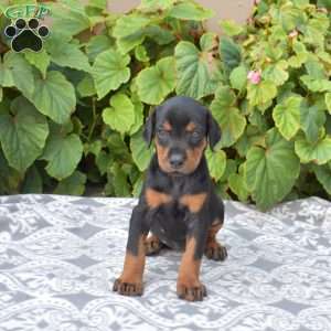 Denali, Doberman Pinscher Puppy