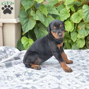 Denali, Doberman Pinscher Puppy
