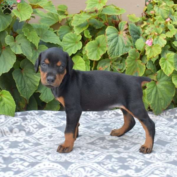Denali, Doberman Pinscher Puppy