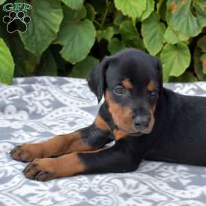 Denali, Doberman Pinscher Puppy