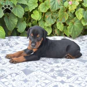 Denali, Doberman Pinscher Puppy