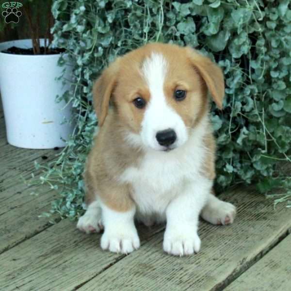 Dennis, Pembroke Welsh Corgi Puppy