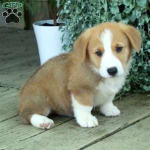 Dennis, Pembroke Welsh Corgi Puppy