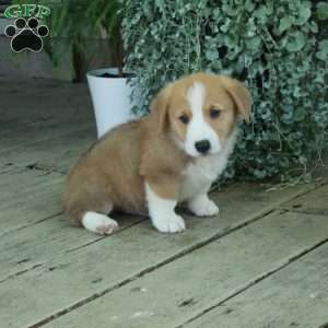 Dennis, Pembroke Welsh Corgi Puppy