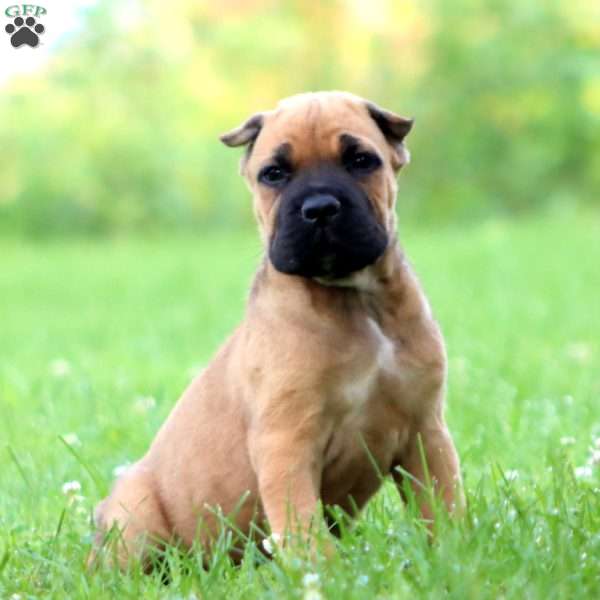 Derek, Cane Corso Puppy