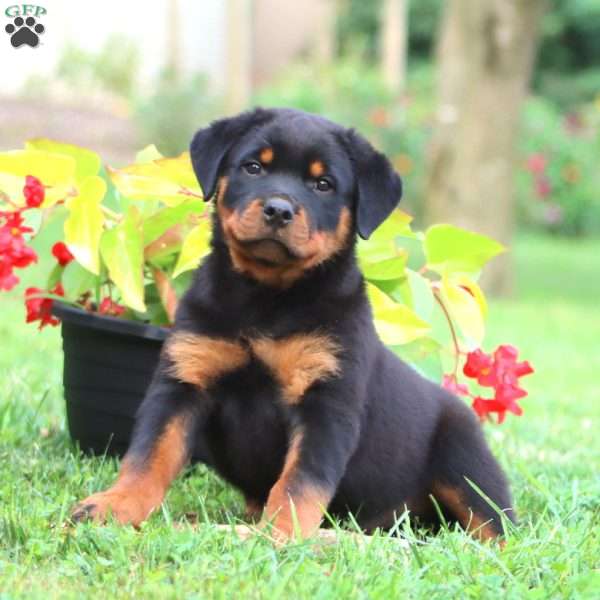 Derek, Rottweiler Puppy