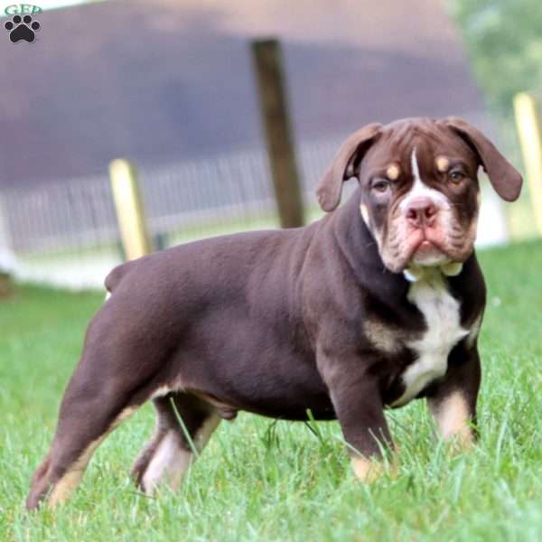 Derek, Olde English Bulldogge Puppy