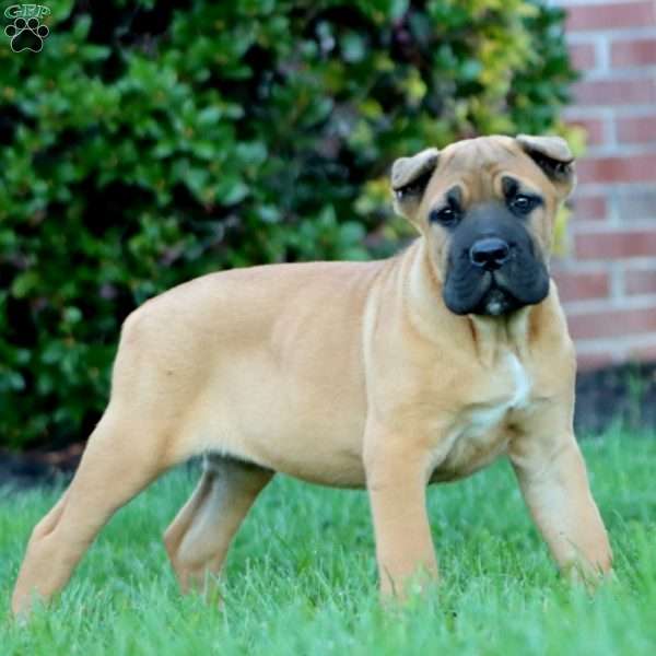 Derek, Cane Corso Puppy