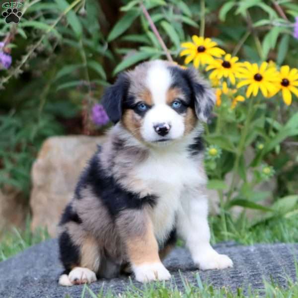 Derek, Miniature Australian Shepherd Puppy