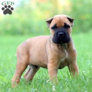 Derek, Cane Corso Puppy