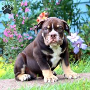 Derek, Olde English Bulldogge Puppy