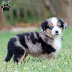 Derek, Miniature Australian Shepherd Puppy