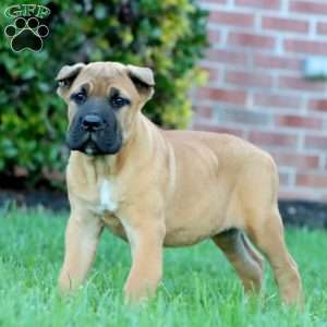 Derek, Cane Corso Puppy