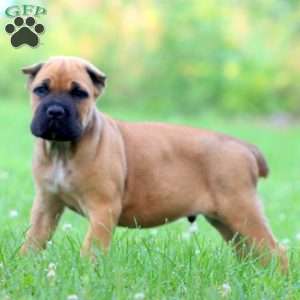 Derek, Cane Corso Puppy