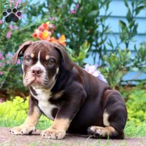 Derek, Olde English Bulldogge Puppy