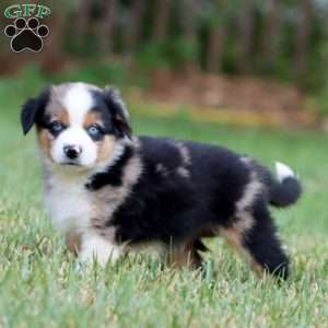 Derek, Miniature Australian Shepherd Puppy