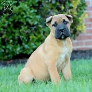 Derek, Cane Corso Puppy