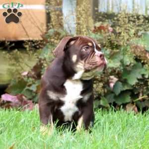 Derek, Olde English Bulldogge Puppy