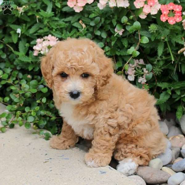 Destiny, Bich-Poo Puppy