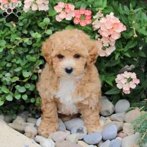 Destiny, Bich-Poo Puppy