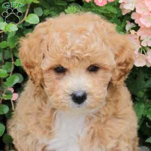 Destiny, Bich-Poo Puppy