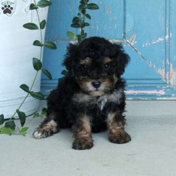 Dewie, Miniature Poodle Puppy