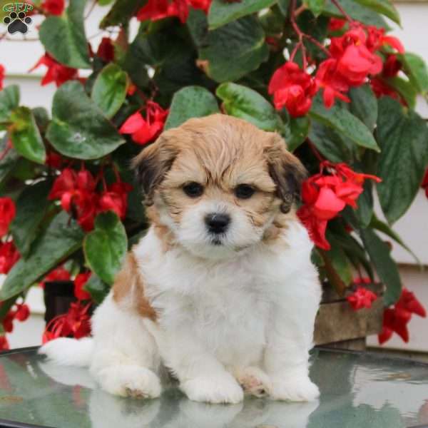 Dexter, Teddy Bear Puppy