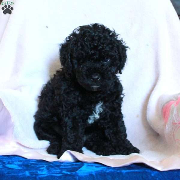 Diamond, Cavapoo Puppy