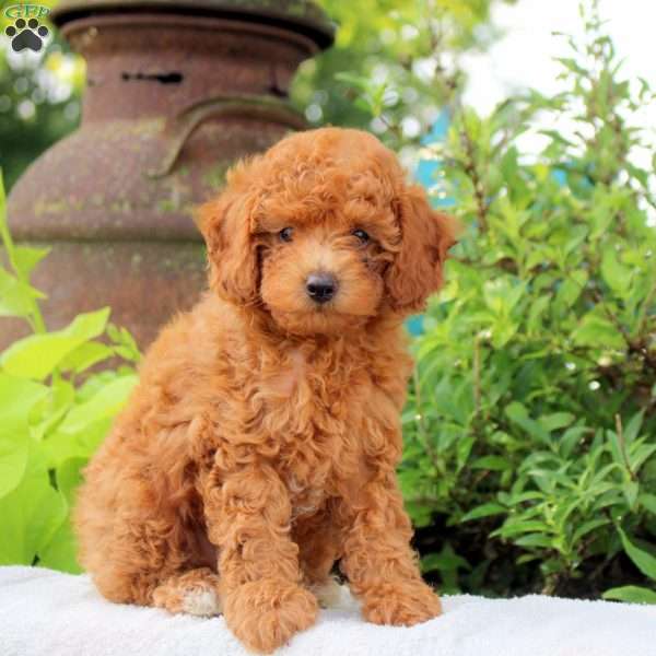 Diamond, Toy Poodle Puppy