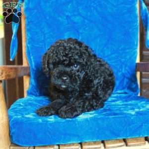 Diamond, Cavapoo Puppy