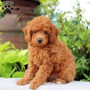 Diamond, Toy Poodle Puppy