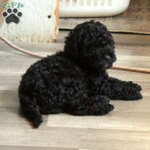 Diamond, Cavapoo Puppy