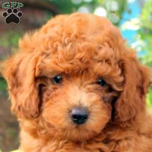 Diamond, Toy Poodle Puppy