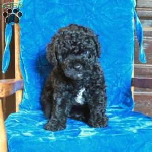 Diamond, Cavapoo Puppy