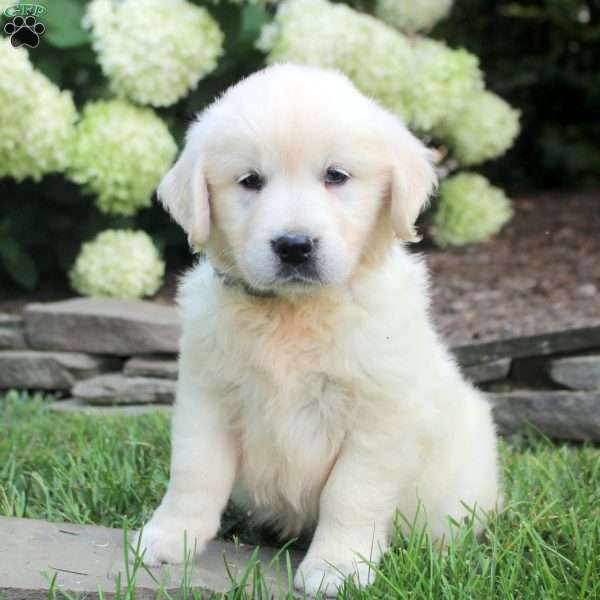 Diana, English Cream Golden Retriever Puppy