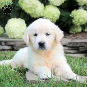 Diana, English Cream Golden Retriever Puppy