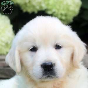 Diana, English Cream Golden Retriever Puppy