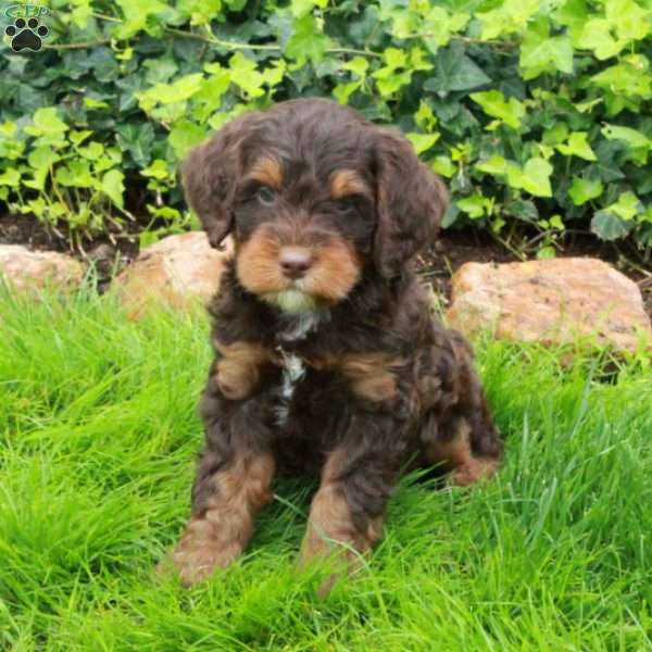 Diego, Mini Bernedoodle Puppy