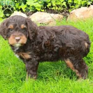 Diego, Mini Bernedoodle Puppy