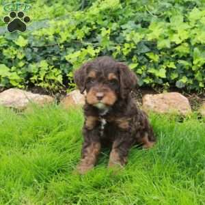 Diego, Mini Bernedoodle Puppy