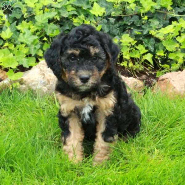 Digby, Mini Bernedoodle Puppy