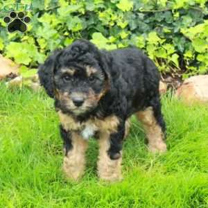 Digby, Mini Bernedoodle Puppy