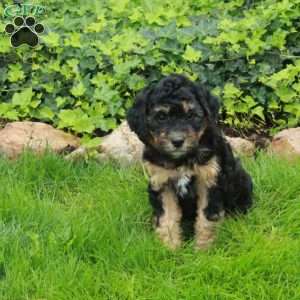 Digby, Mini Bernedoodle Puppy