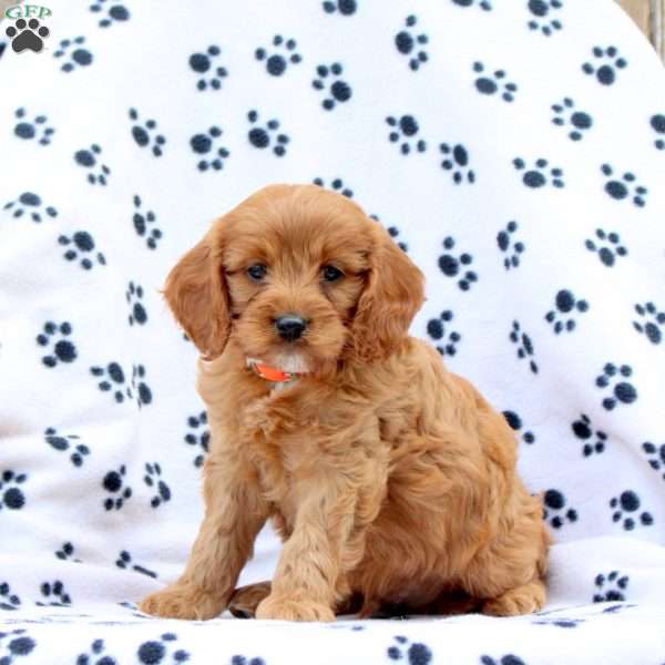 Digger, Cavapoo Puppy