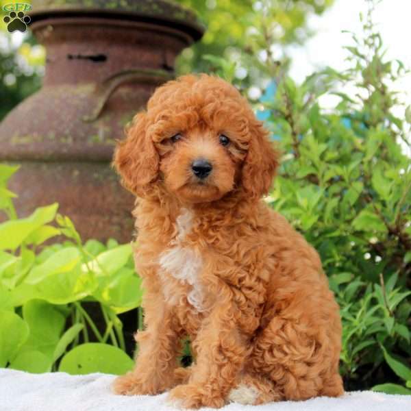 Dilly, Toy Poodle Puppy