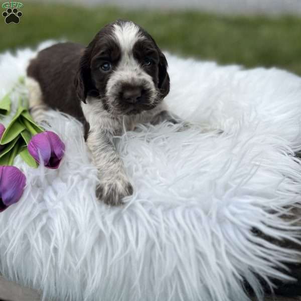 Disney, English Springer Spaniel Puppy