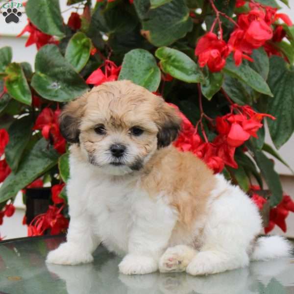 Diva, Teddy Bear Puppy