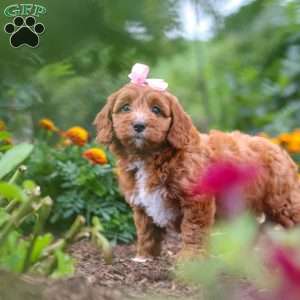 Dixie, Cavapoo Puppy